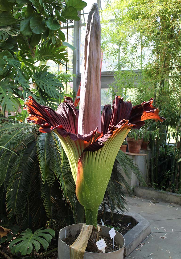 The towering corpse plant inflorescence with its tall spadix encircled by the unfurled, ruffled spathe. The spathe is green on the outside and crimson inside.
