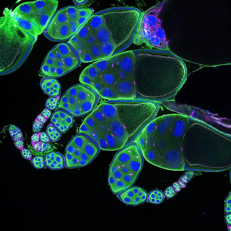 Micrograph showing egg chamber assembly lines (called ovarioles) from an adult Drosophila ovary stained for DNA (blue), germ cells (green), and cell membranes/ring canals (magenta).