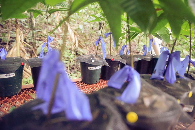 Experimental setup: Exposing cacao tree seedlings to leaf litter from healthy cacao adults significantly reduced seedling pathogen damage.