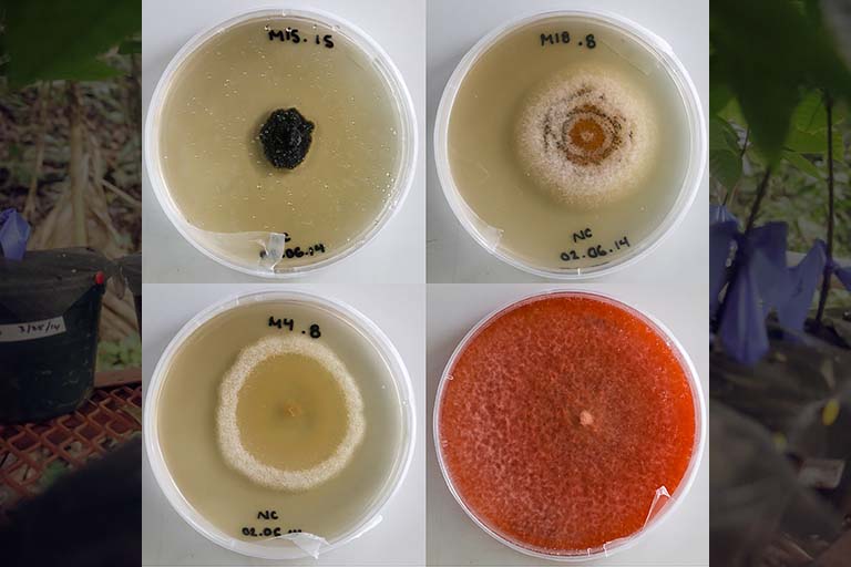Endophytic fungi in Petri dishes.