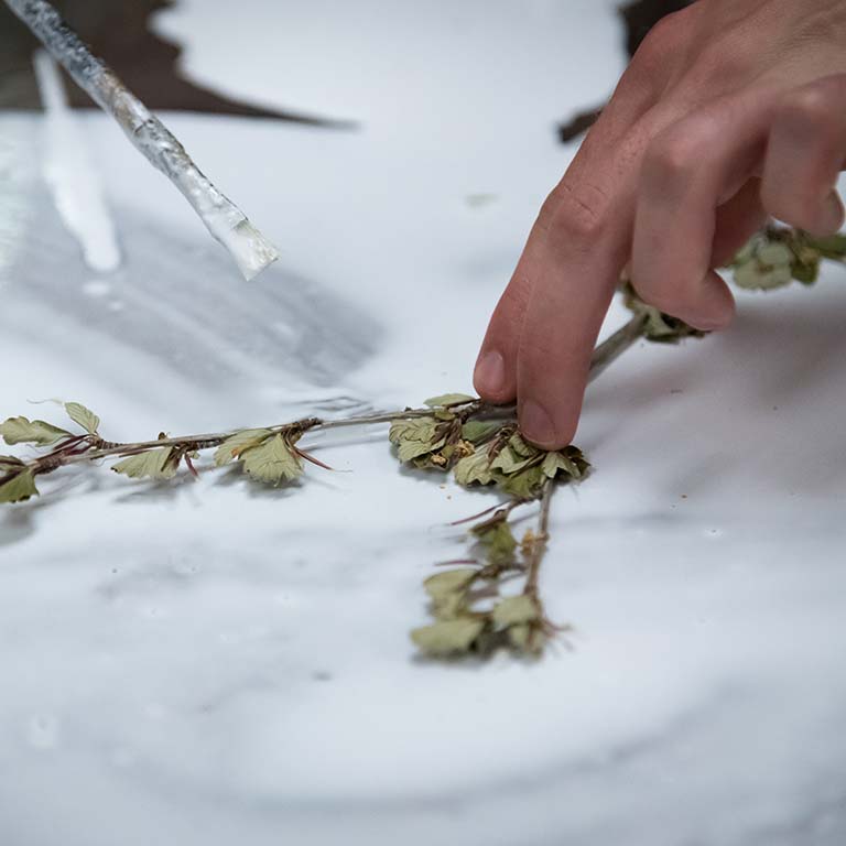 Applying glue to a dried and pressed plant specimen.