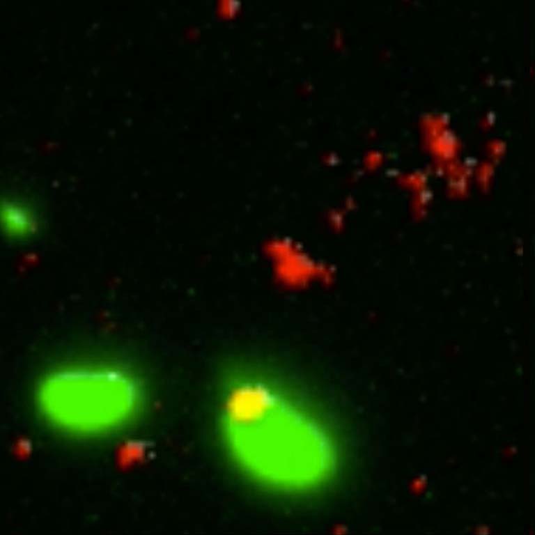 Step 1 of DNA uptake series:  Two bacteria stained green. DNA pieces (stained red) free in the environment.