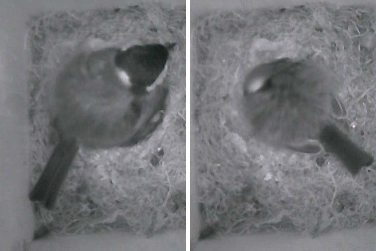 Two photos looking down into a nest box:  the Great Tit (Parus major) is awake in the first; the bird is sleeping in the second image.