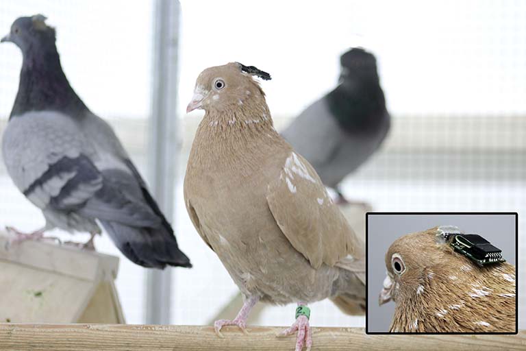 Pigeons at their roost wearing wireless EEG electrodes and microphones on their heads.  An inset shows a closeup of the device on a pigeon's head.