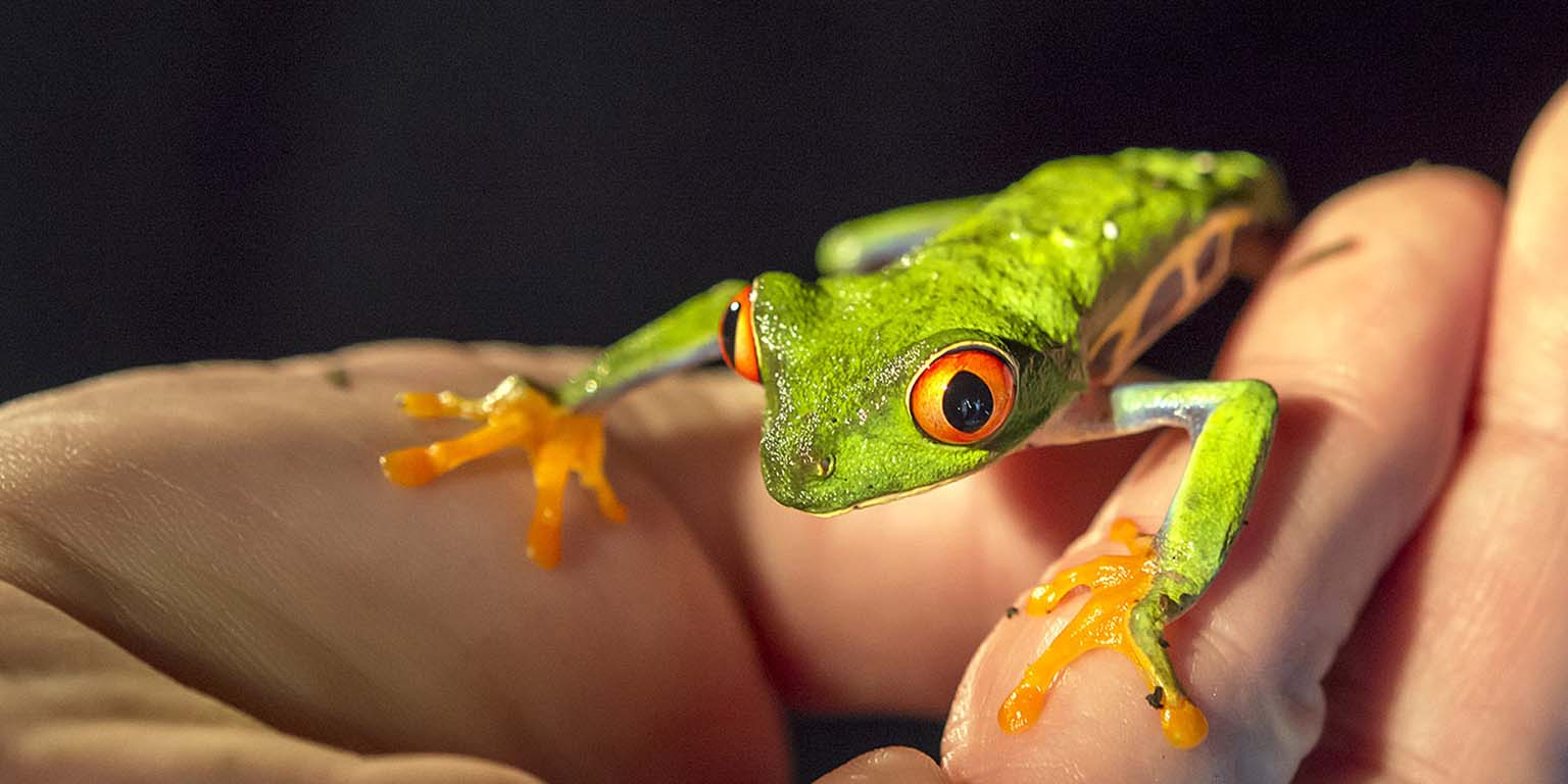The red-eyed tree frog (Agalychnis callidryas) is the poster child of Central American rain forests. La Selva, Costa Rica.  Photo by Roger Hangarter, 2013