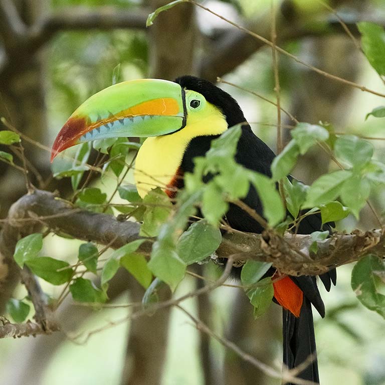 Keel-billed Toucan (Ramphastos sulfuratus) in Costa Rica.