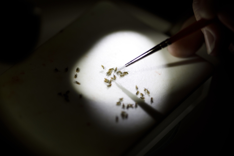 Fruit flies under a microscope in Tracey's lab.
