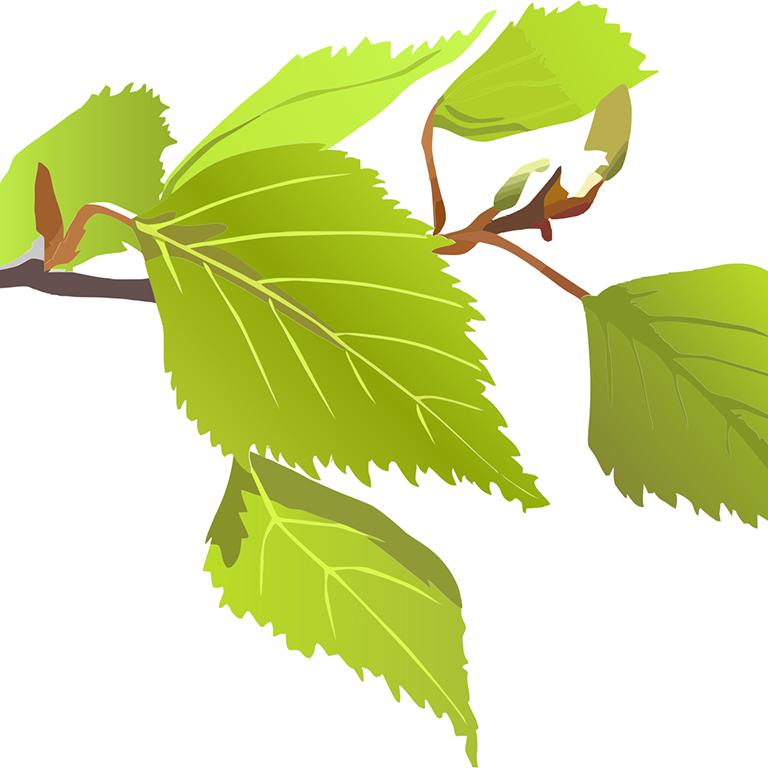 Twig with leaves.