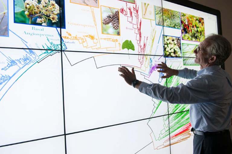 Doug Soltis working on his “tree of life” at the Florida Museum of Natural History.  The "tree of life" groupings are displayed on a large, lit screen on the wall.