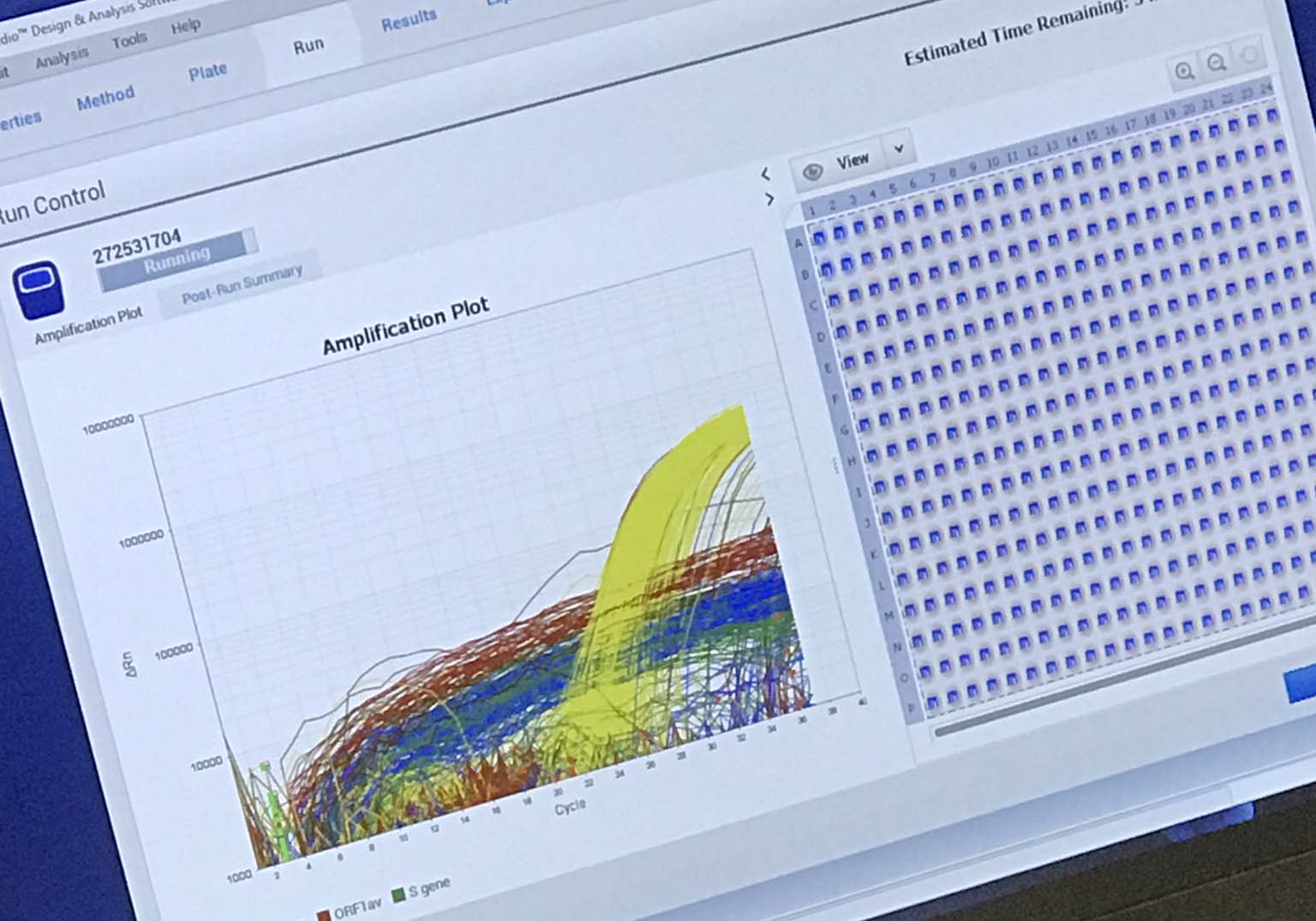 PCR amplification curves on the display screen of a thermal cycler show real-time results for
the 384 samples of a single plate. The yellow signals are for positive controls present in every
sample. Less frequent red, green, and blue amplification curves that rise to levels similar to the
yellow curves represent viral gene signals for COVID-infected individuals.