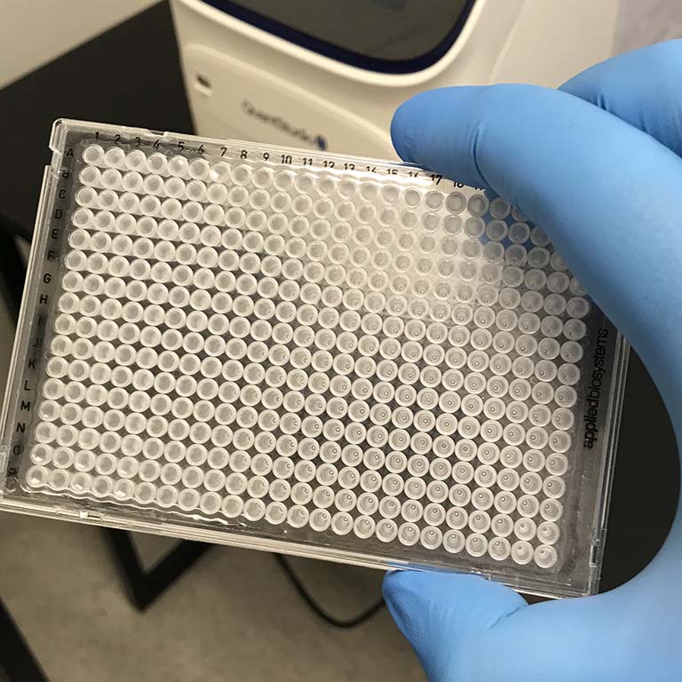 Craig Pikaard holds a 384-well plate in his gloved hand—demonstrating the small size of the clear plate with 384 depressions tightly arranged in 16 straight rows and 24 columns.