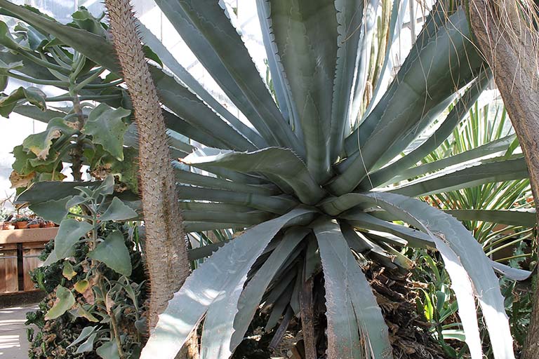 Century plant (Agave americana) in the Jordan Hall greenhouse at Indiana University Bloomington in 2016.