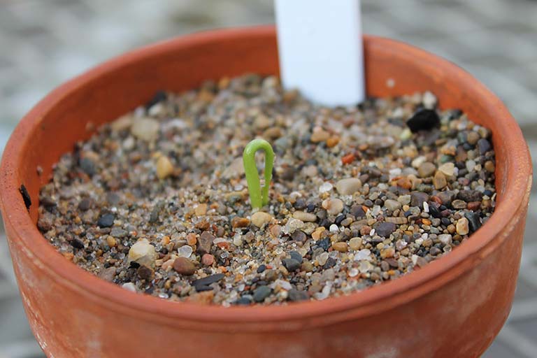 Agave americana seedling.