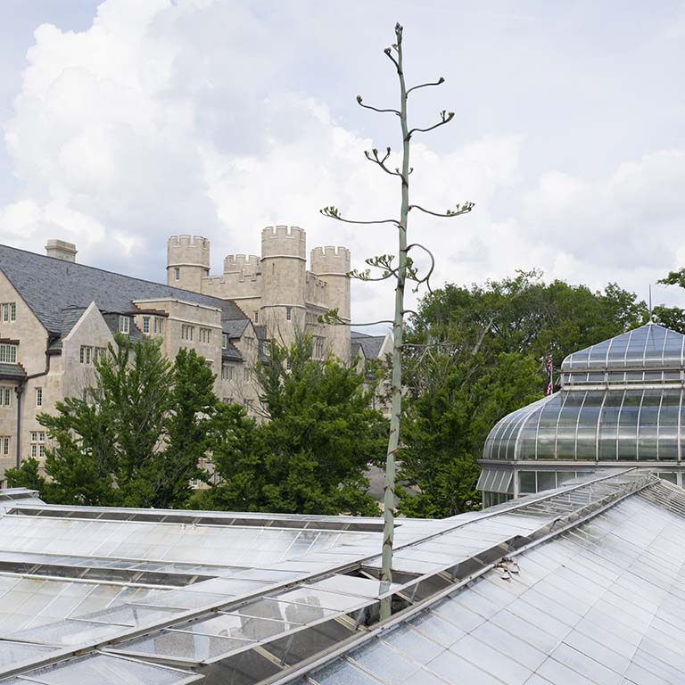 A section of glass was removed so the over-30-feet flower stalk of the Agave americana could pass through the roof of the Jordan Hall greenhouse at Indiana University Bloomington in summer 2019.