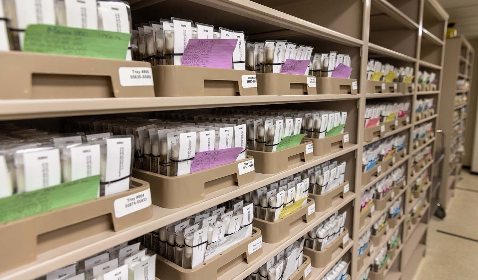 Looking down a row of shelves containing trays of vials of the living fly cultures in the Bloomington Drosophila Stock Center. Each vial is individually labelled.  Many of the trays contain green, yellow, pink, blue, or purple index cards.