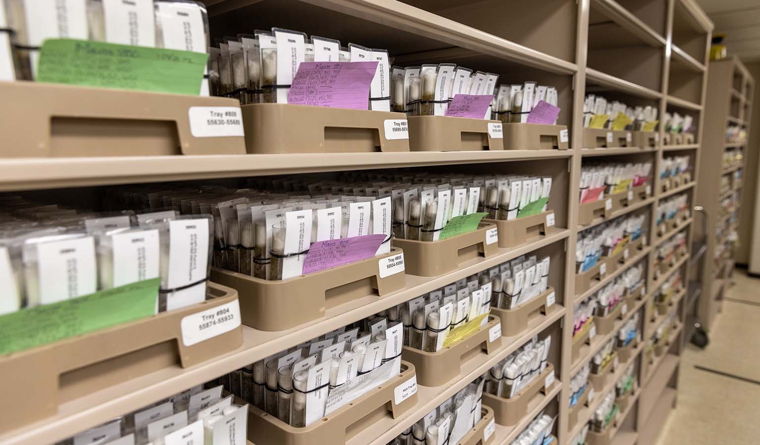 Looking down a row of shelves containing trays of vials of the living fly cultures in the Bloomington Drosophila Stock Center. Each vial is individually labelled.  Many of the trays contain green, yellow, pink, blue, or purple index cards.