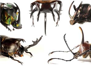 beetles