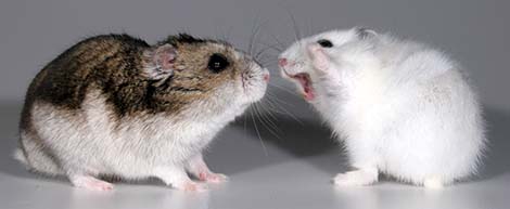 Aggressive hamsters