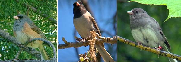 Junco birds