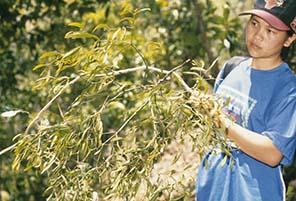 An assistant holds a mistletoe branch collected August 2000 from a rainforest