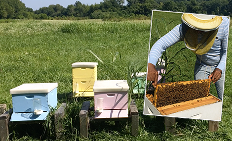 The Newton Lab apiary is located at the IU Research & Teaching Preserve. The hive boxes are painted different colors for identification purposes. For example, lab members can note that they sampled the “yellow” colony.