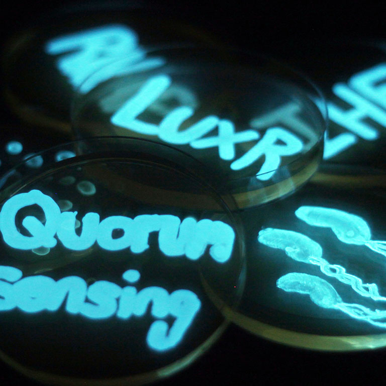 ‘Painting’ with bioluminescent Vibrio harveyi, the model organism for quorum sensing studies in Vibrio species: The glow from the plates spell out 'LuxR' and 'quorum sensing' and show a drawing of a Vibrio bacterium.